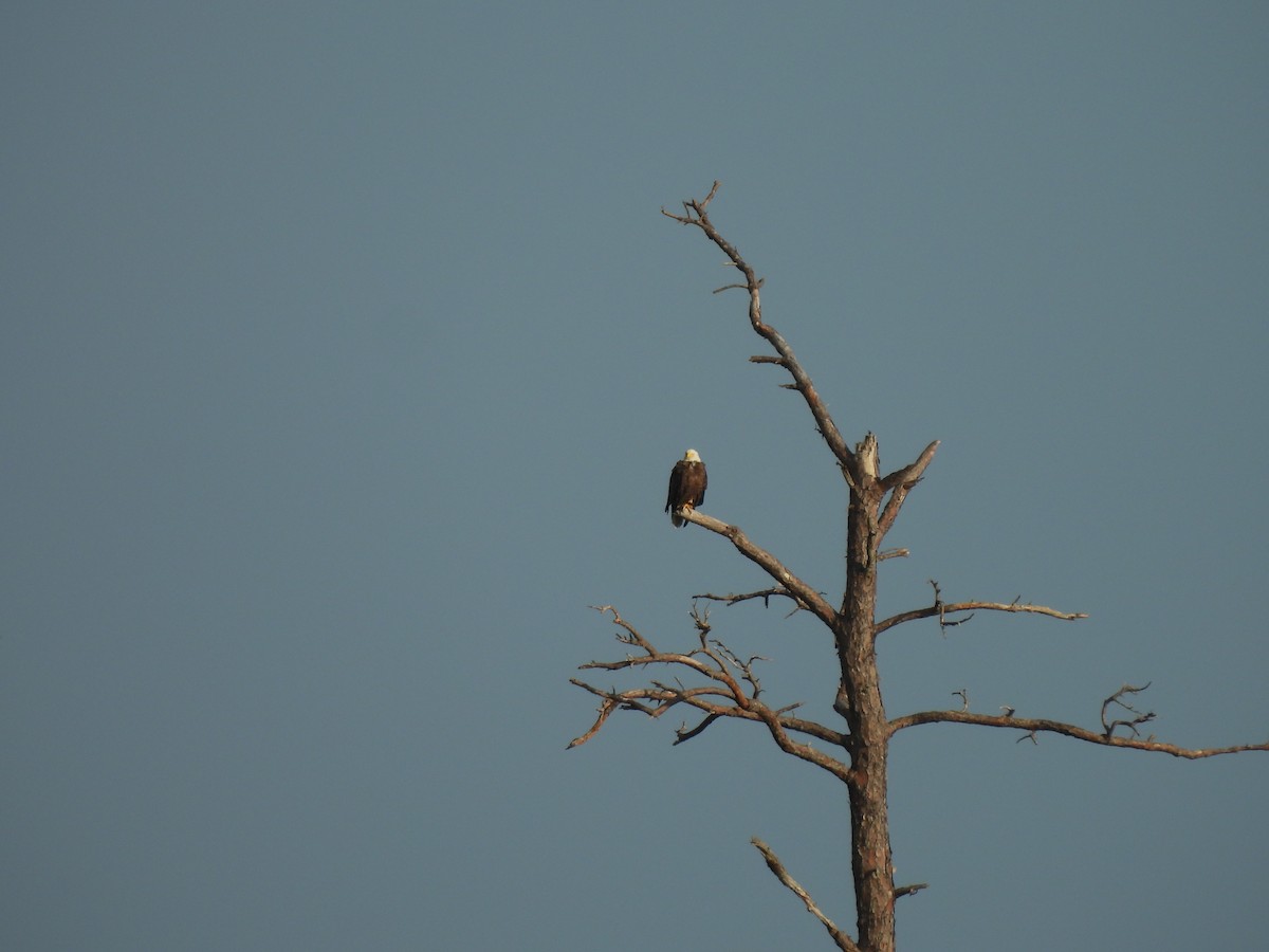 Bald Eagle - ML634687808