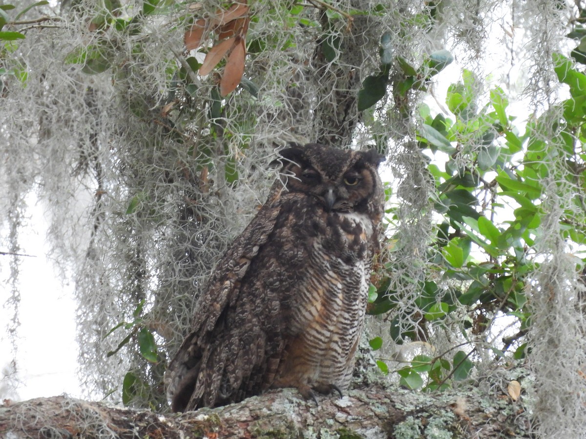 Great Horned Owl - ML634687825