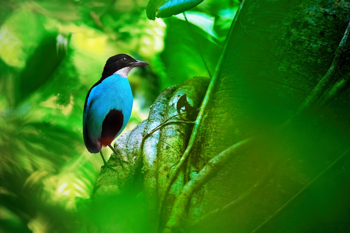 Azure-breasted Pitta - ML634687895