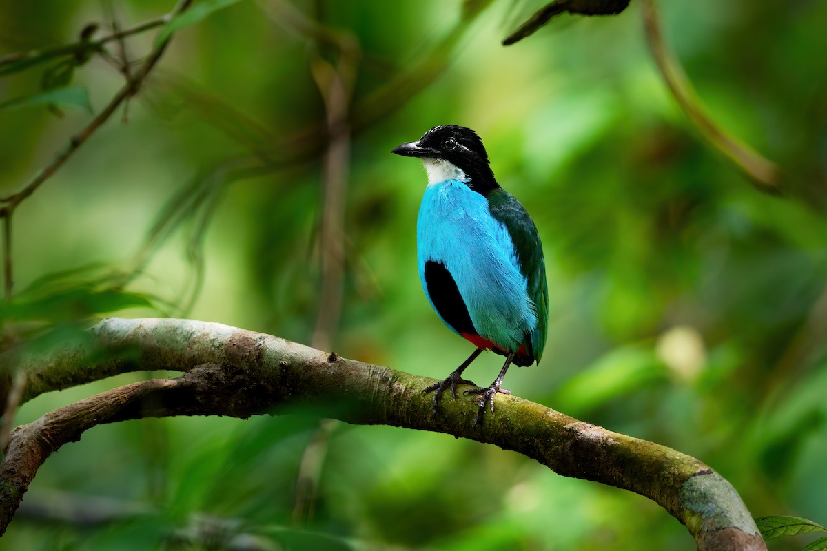 Azure-breasted Pitta - ML634687897