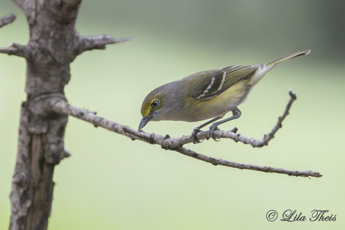 White-eyed Vireo - ML634688013