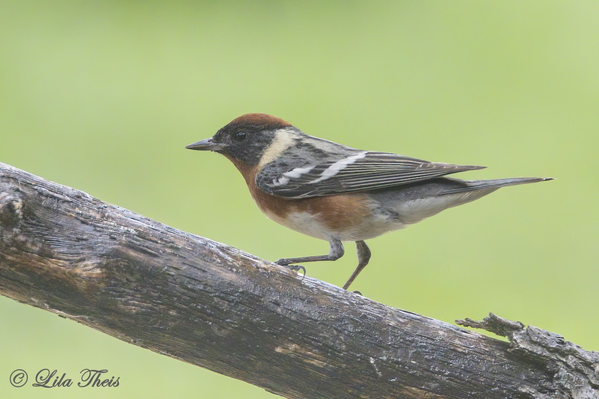 Bay-breasted Warbler - ML634688040