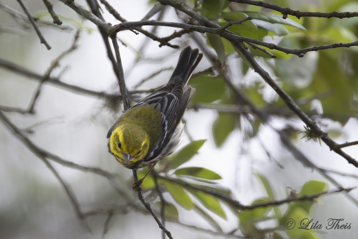 Black-throated Green Warbler - ML634688067