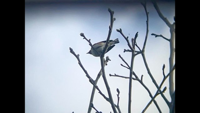Bay-breasted Warbler - ML634688076