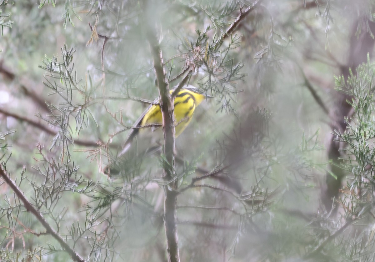 Magnolia Warbler - ML634688088