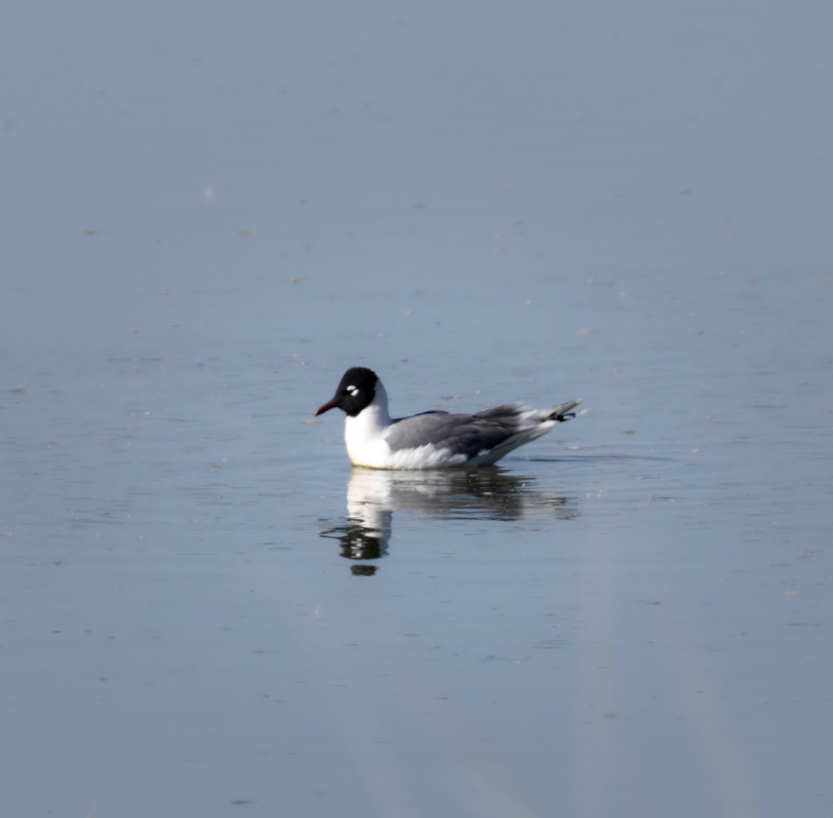Bonaparte's Gull - ML634688136
