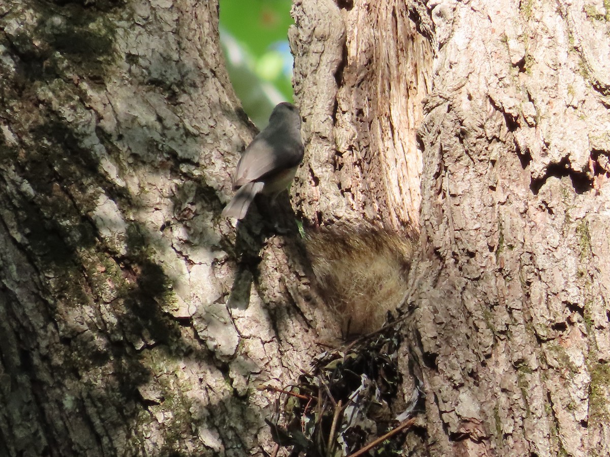 Tufted Titmouse - ML634688170