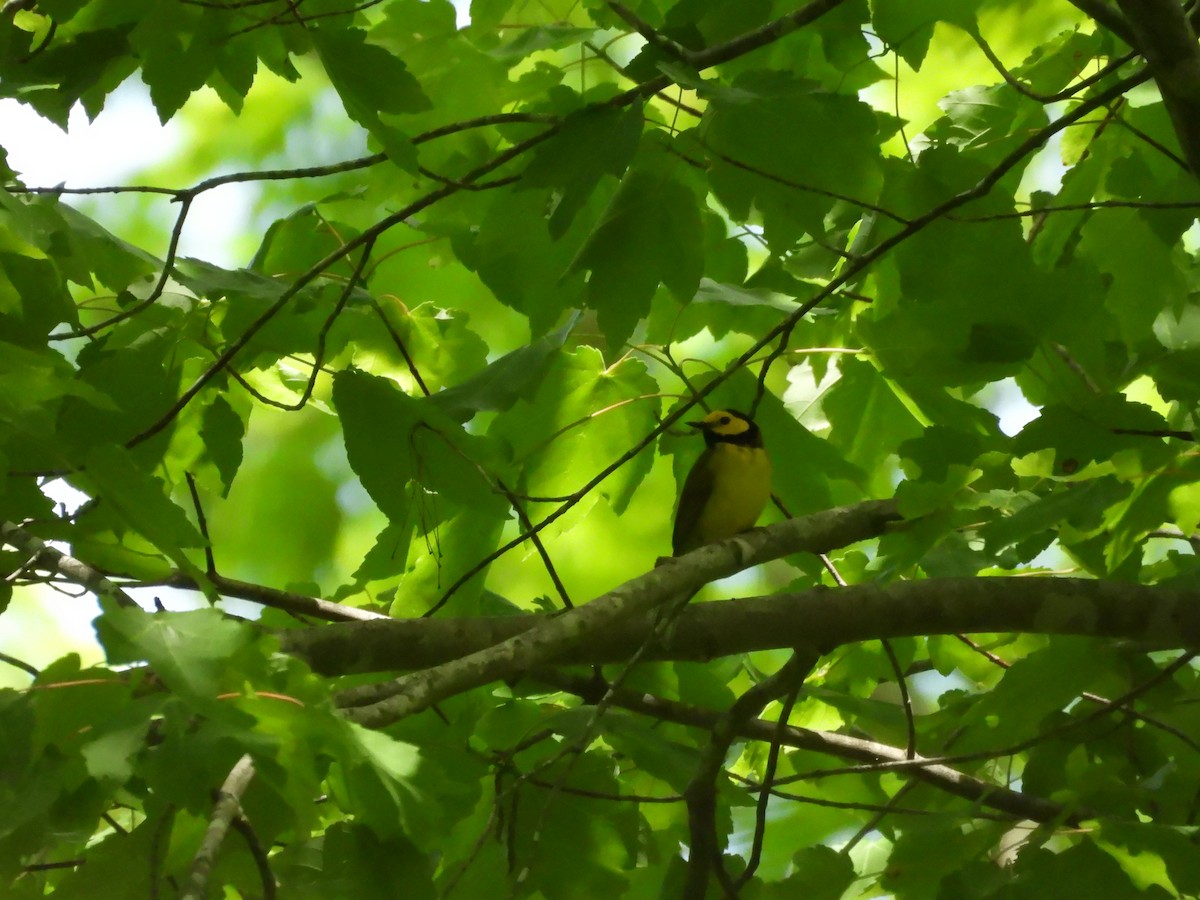 Hooded Warbler - ML634688210