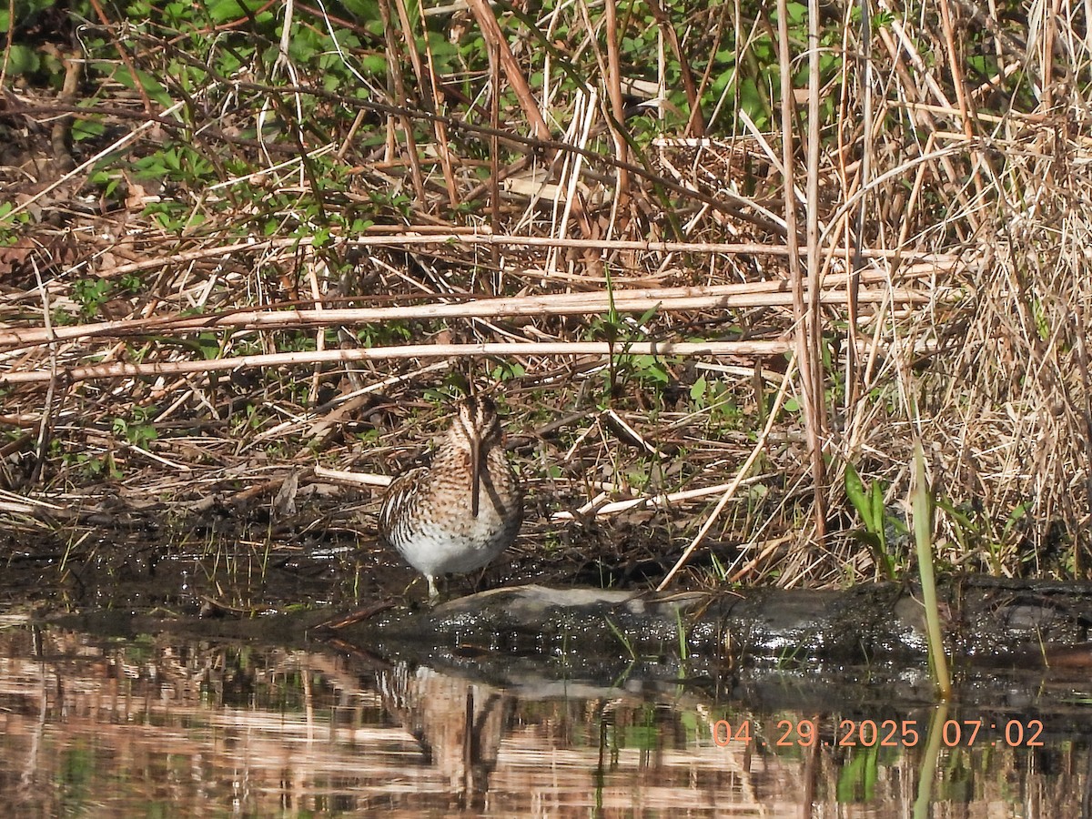 Wilson's Snipe - ML634688293