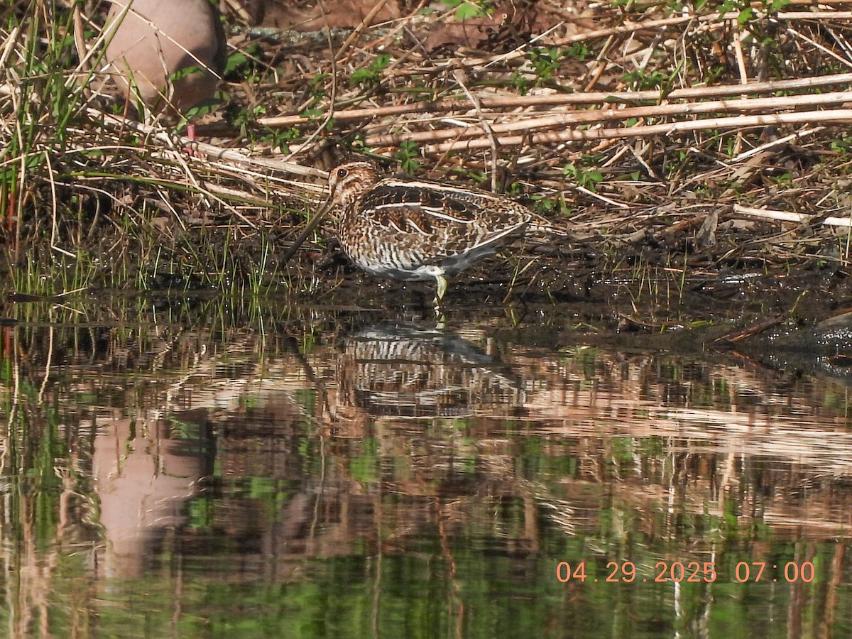 Wilson's Snipe - ML634688294