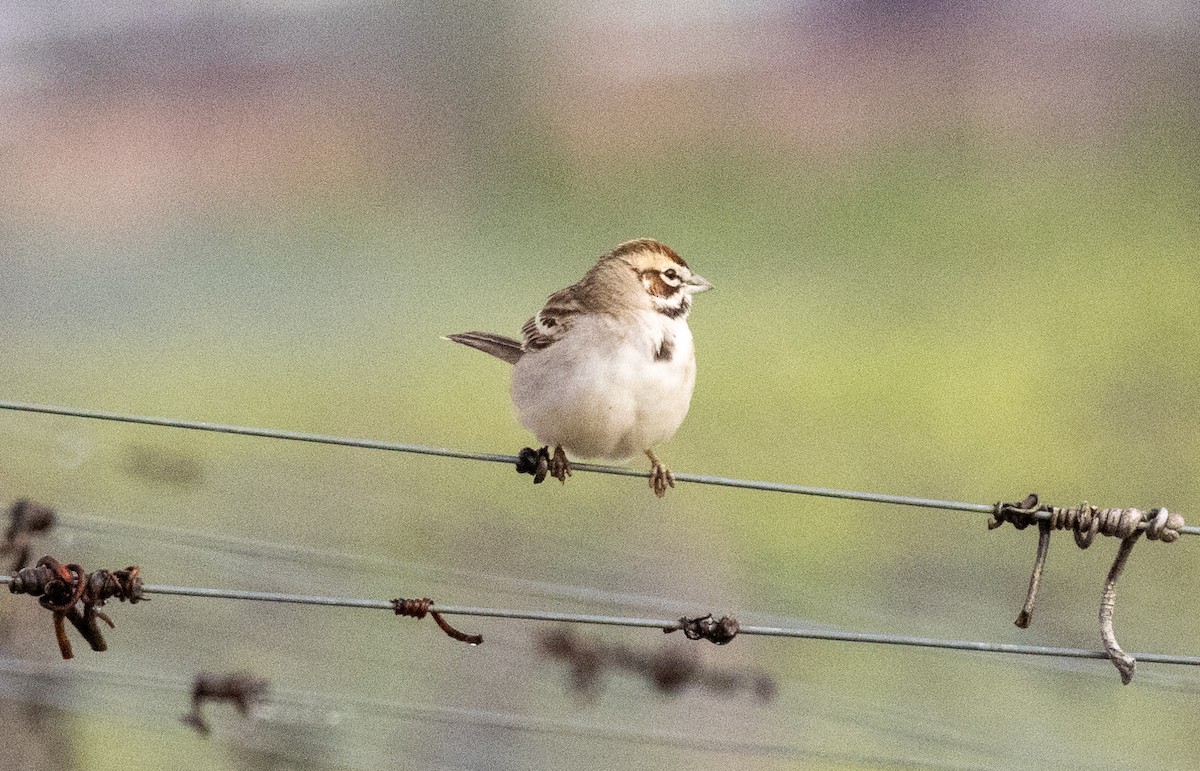 Lark Sparrow - ML634688412
