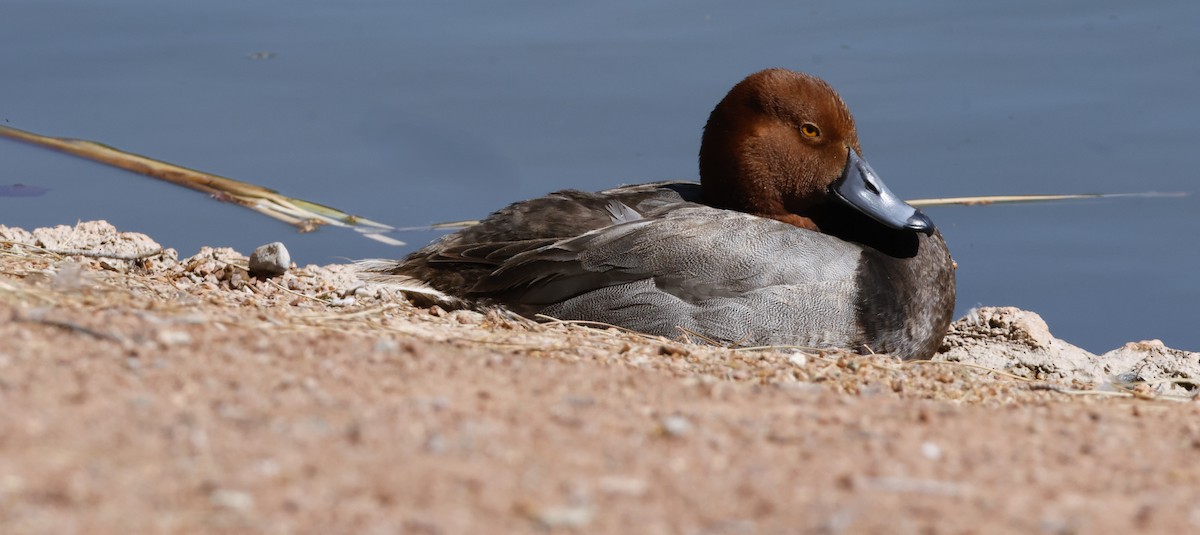 Redhead - ML634688517