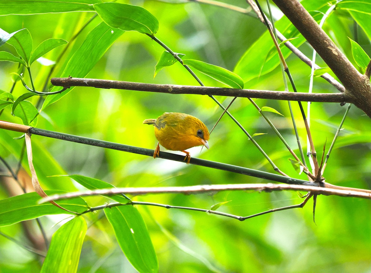 Golden Babbler - ML634688829