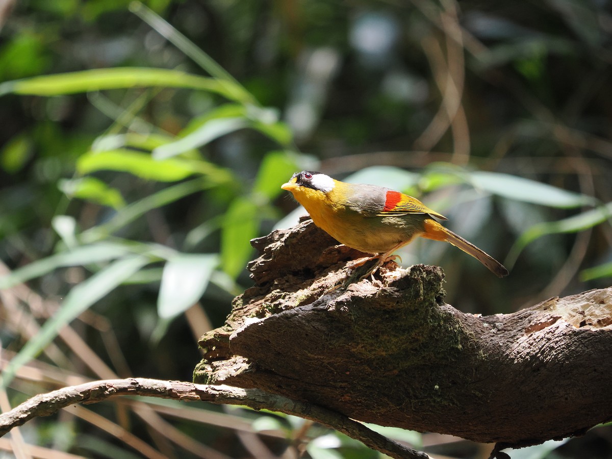 Silver-eared Mesia - ML634688868