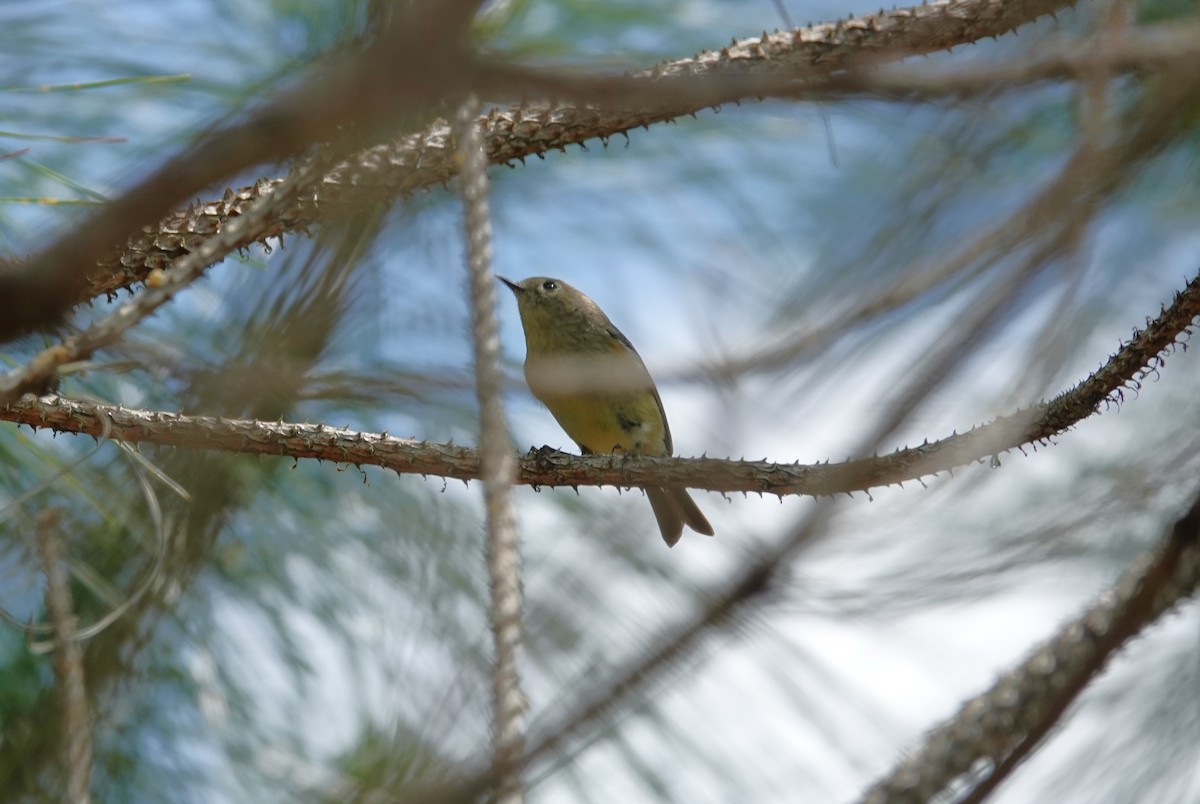 Ruby-crowned Kinglet - ML634688898