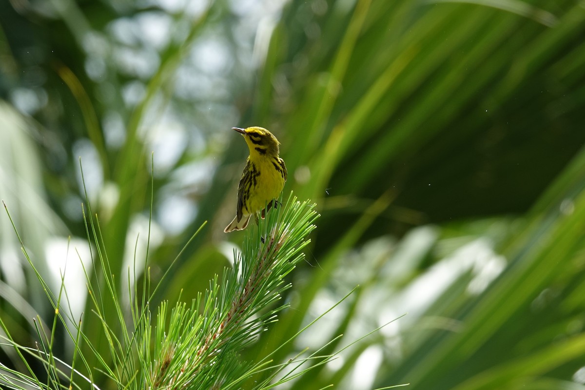 Prairie Warbler - ML634688936
