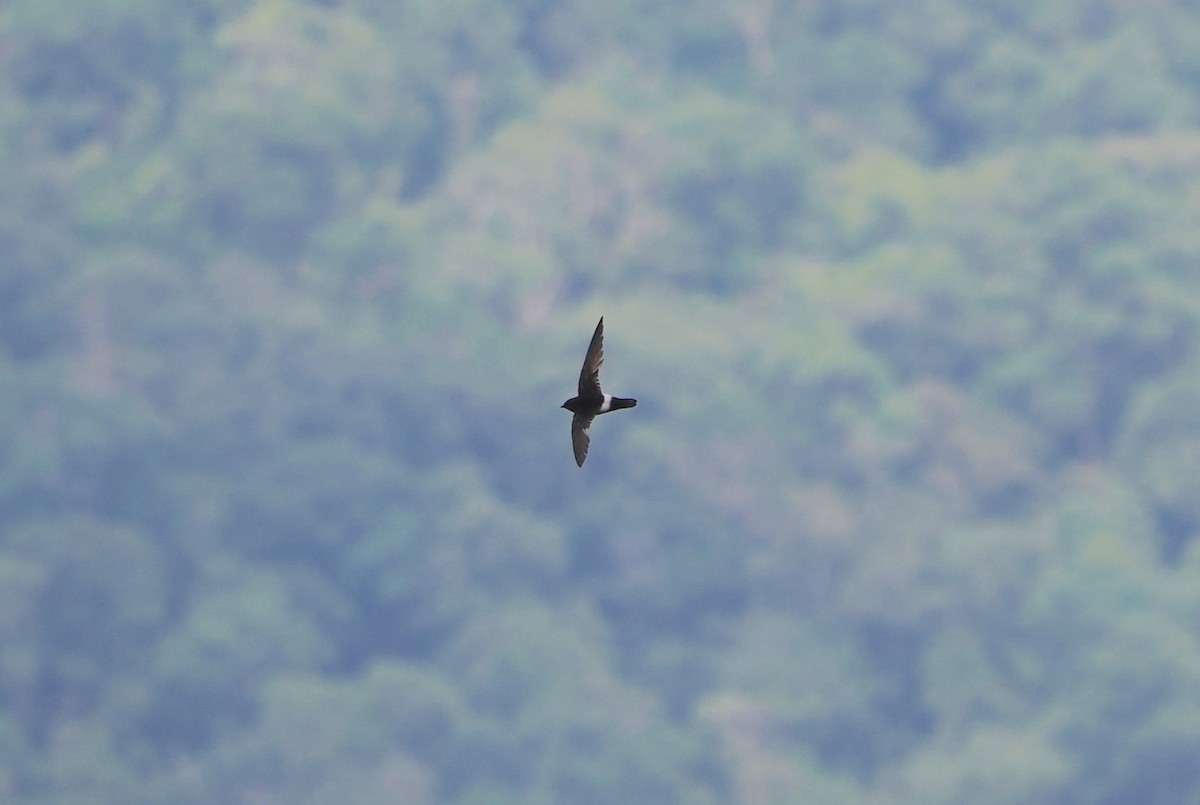 Asian House-Martin - ML634688938