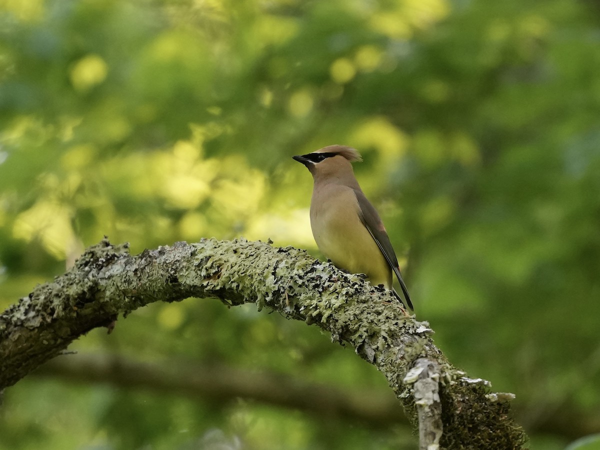 Cedar Waxwing - ML634689001
