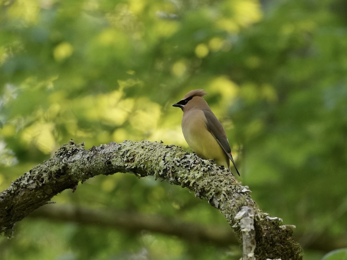 Cedar Waxwing - ML634689002