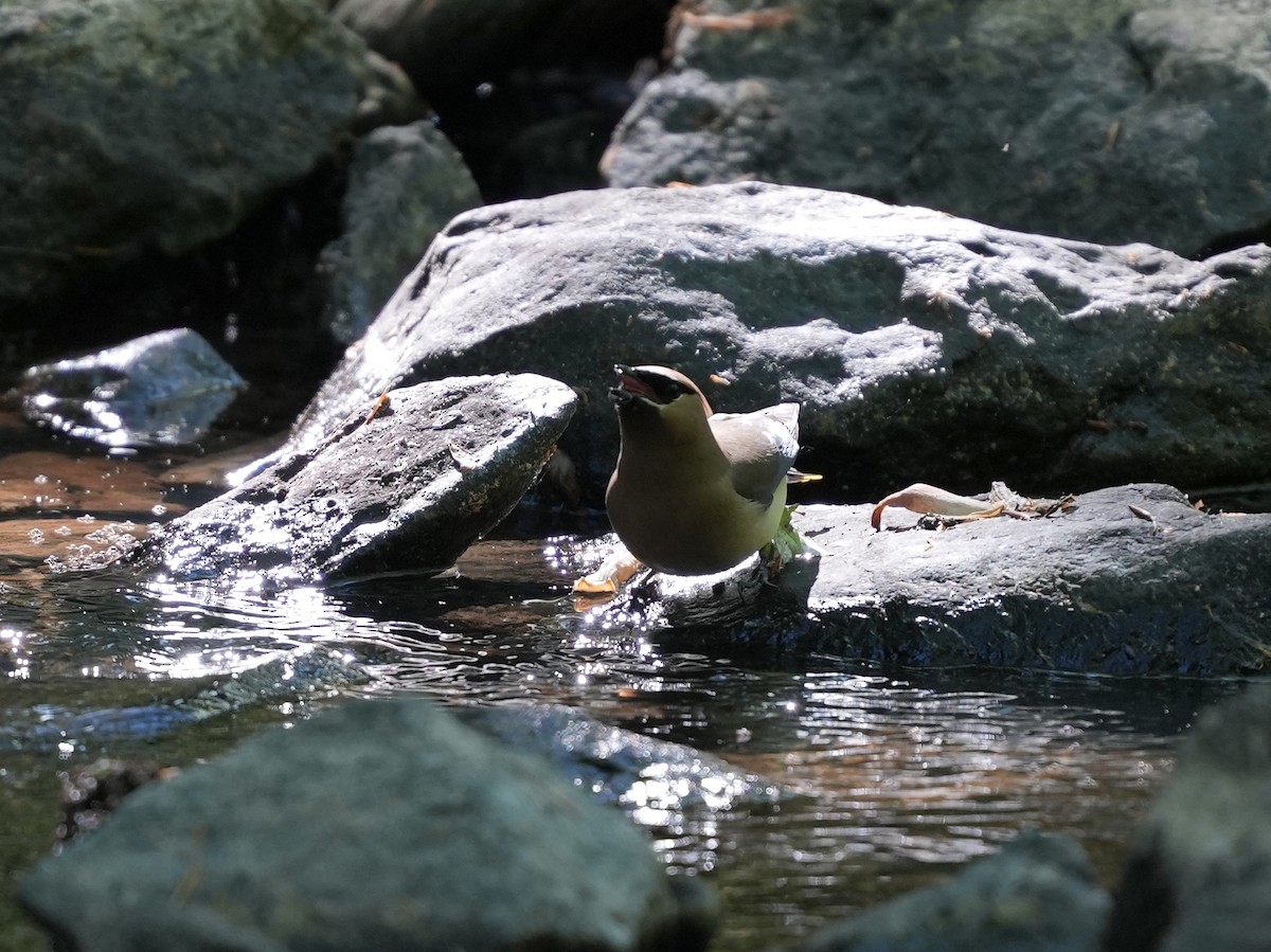 Cedar Waxwing - ML634689003