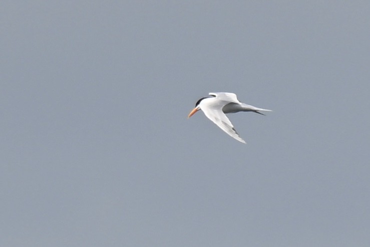 Royal Tern - ML634689014