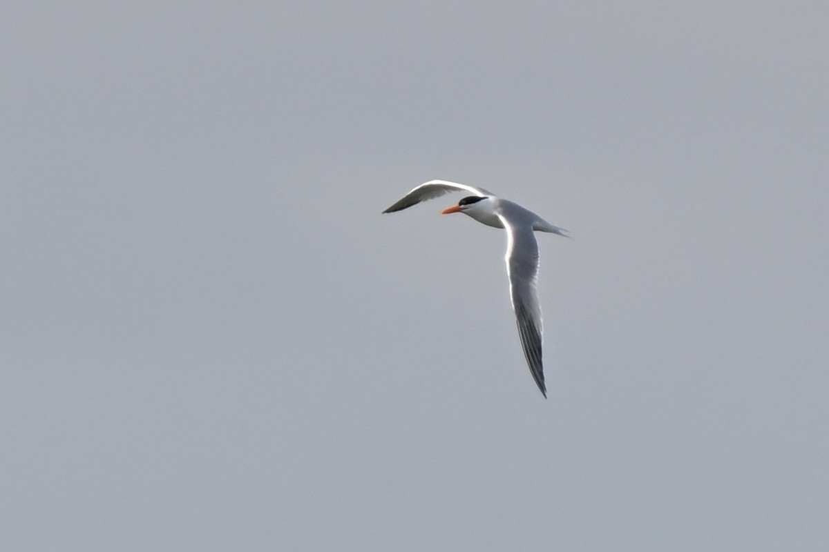Royal Tern - ML634689015