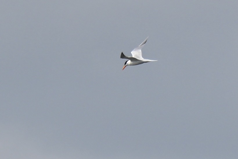 Royal Tern - ML634689025