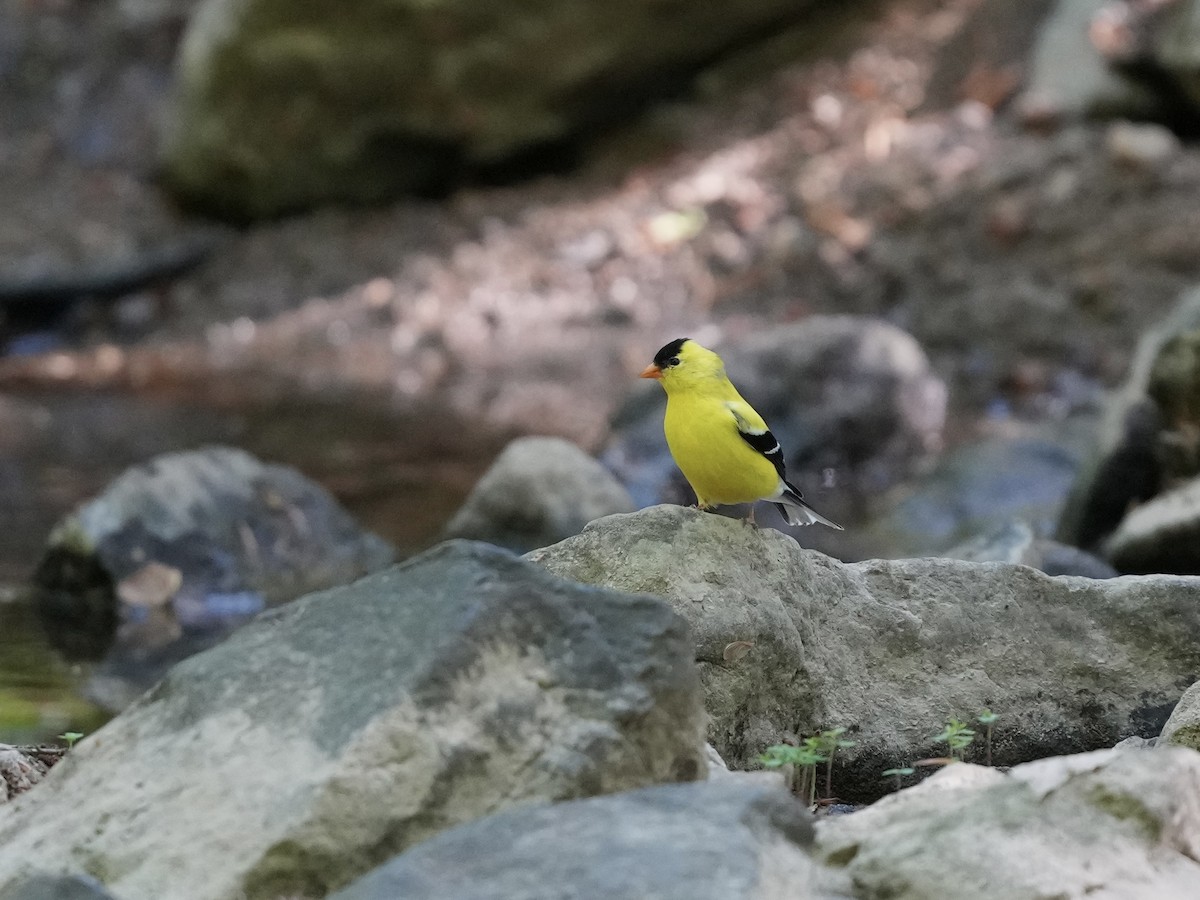 American Goldfinch - ML634689040