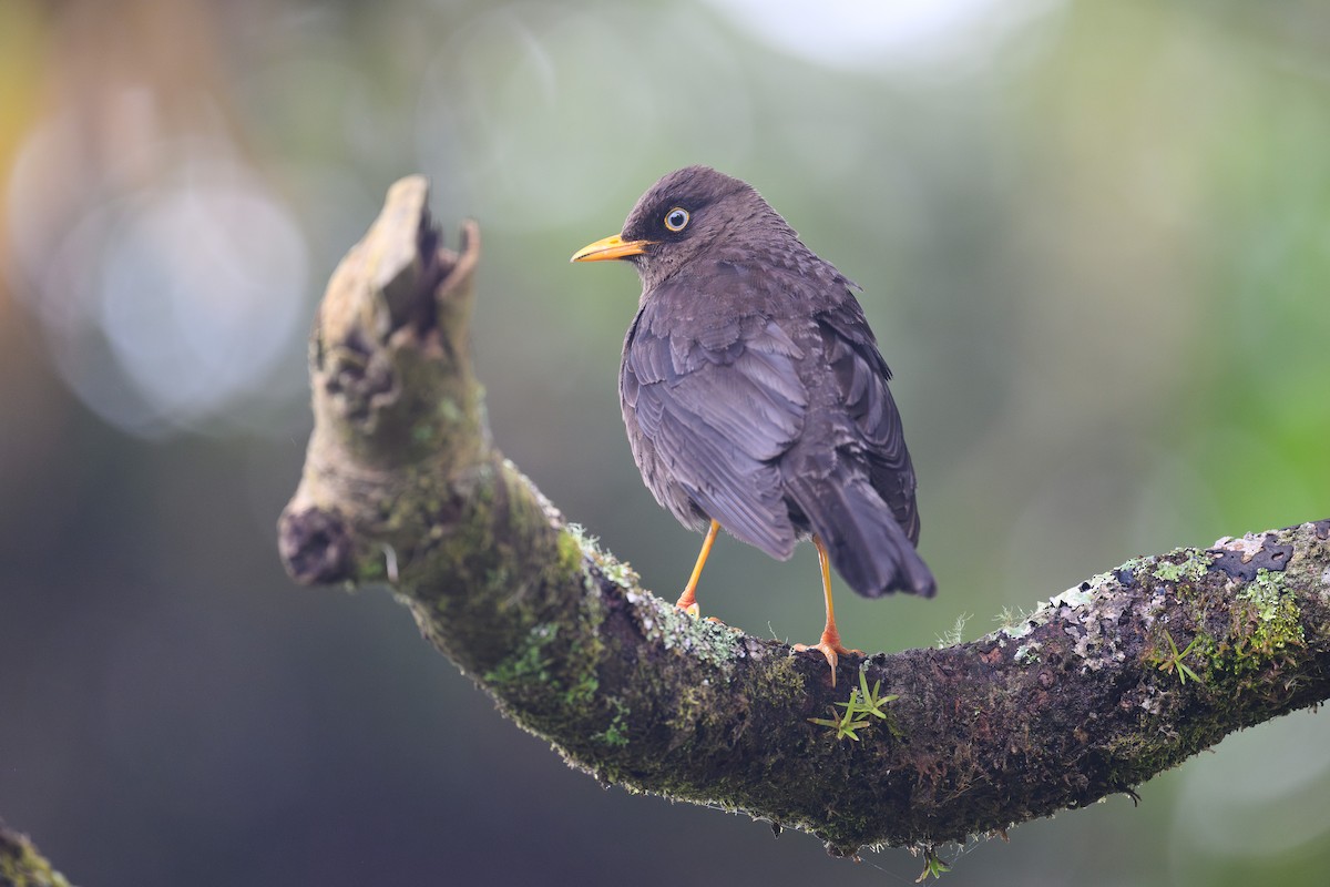 Sooty Thrush - ML634689057