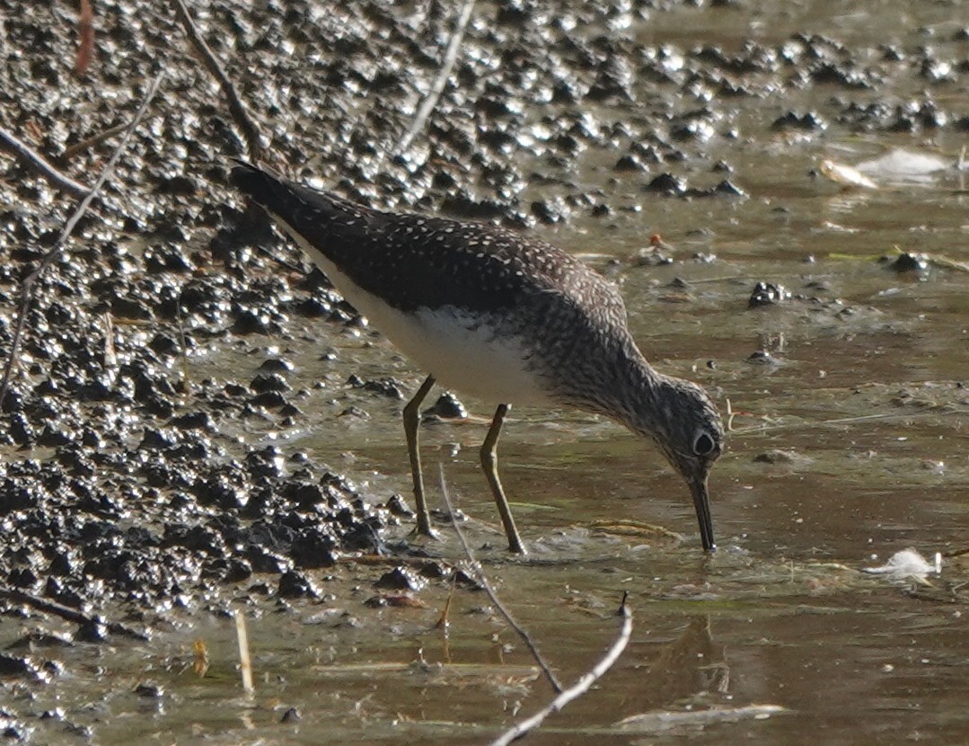 Solitary Sandpiper - ML634689129