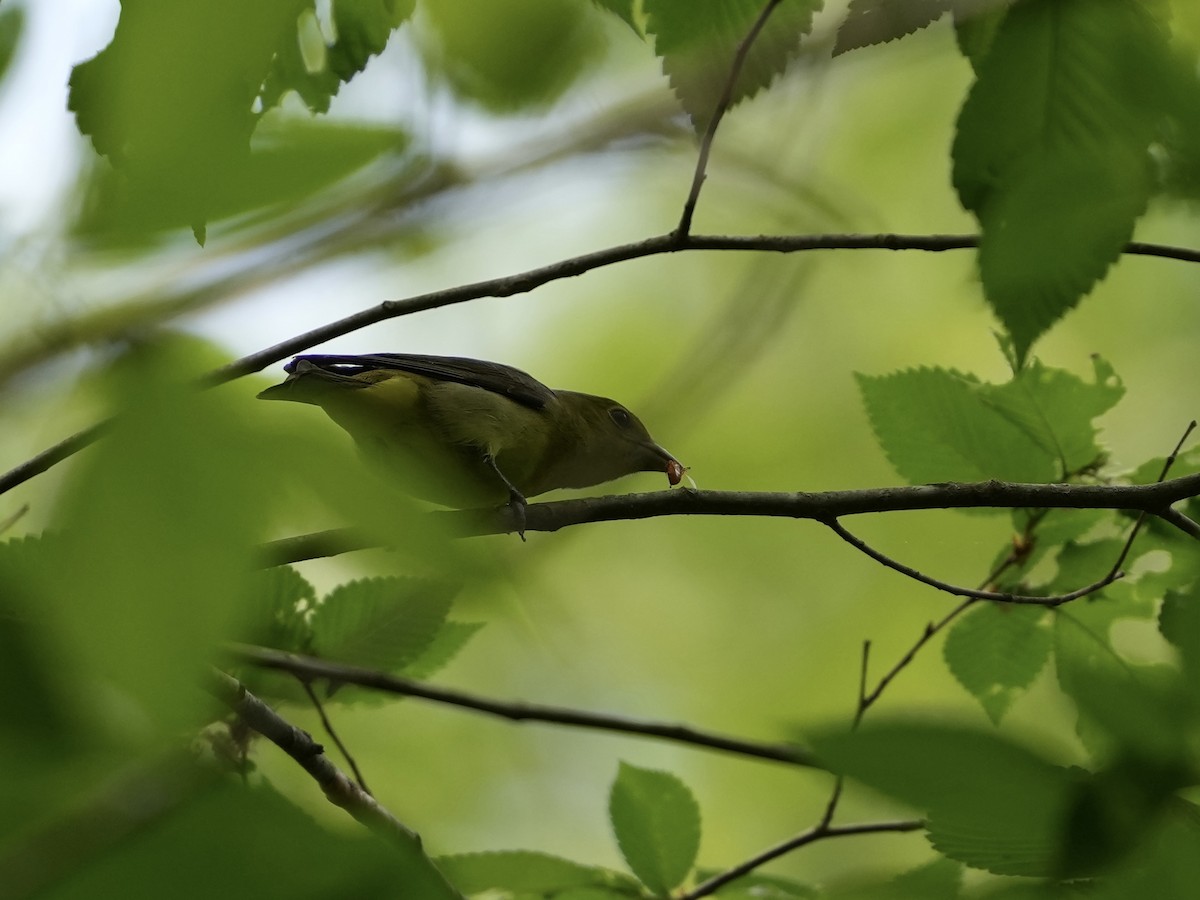 Scarlet Tanager - ML634689143