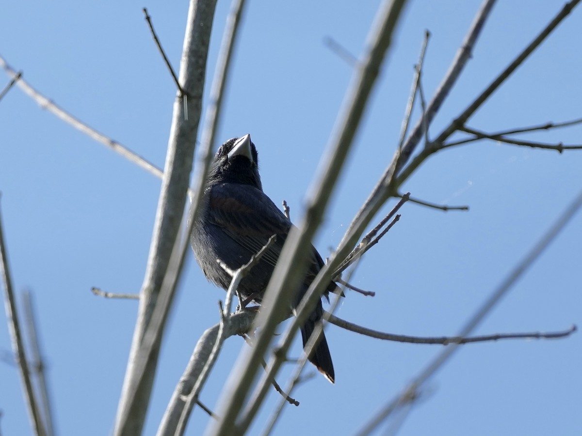Blue Grosbeak - ML634689155