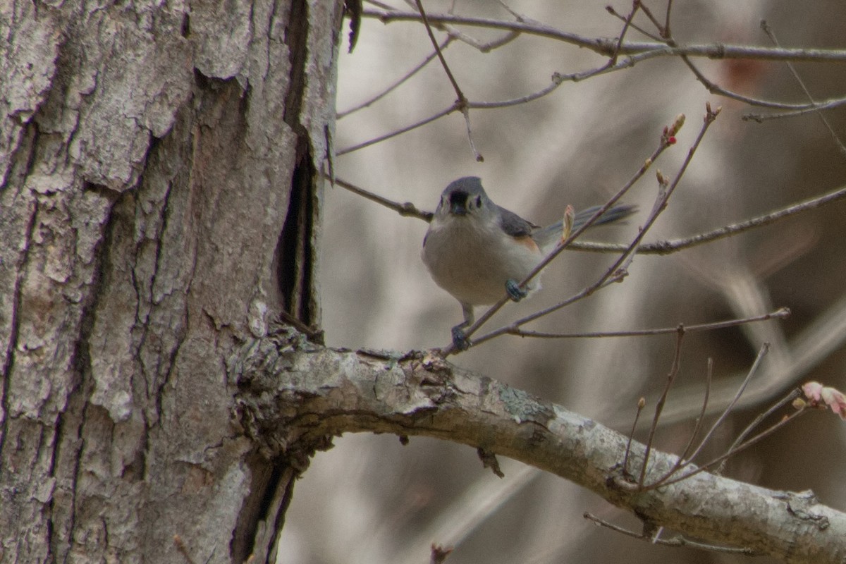 Tufted Titmouse - ML634689157