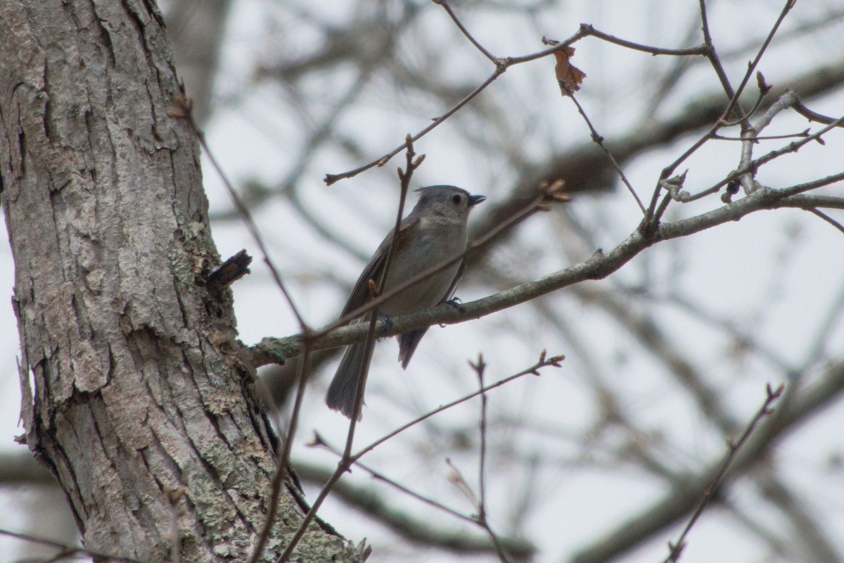 Tufted Titmouse - ML634689158