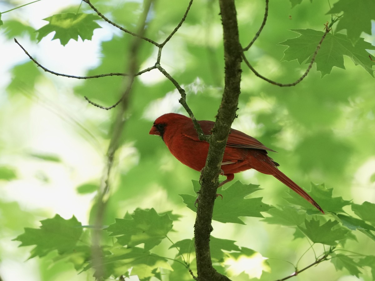 Northern Cardinal - ML634689167