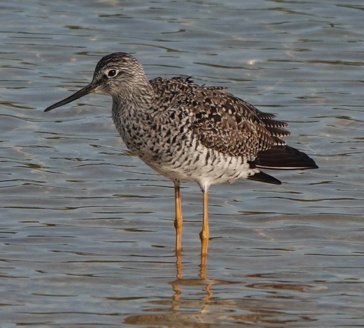 Greater Yellowlegs - ML634689205