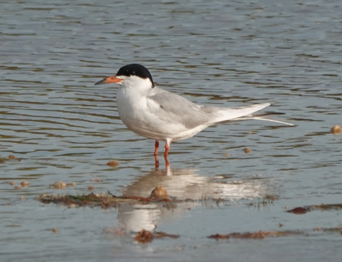 Forster's Tern - ML634689228