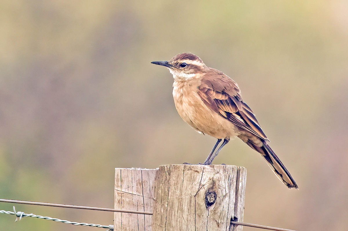 Long-tailed Cinclodes (Cipo) - ML634689338