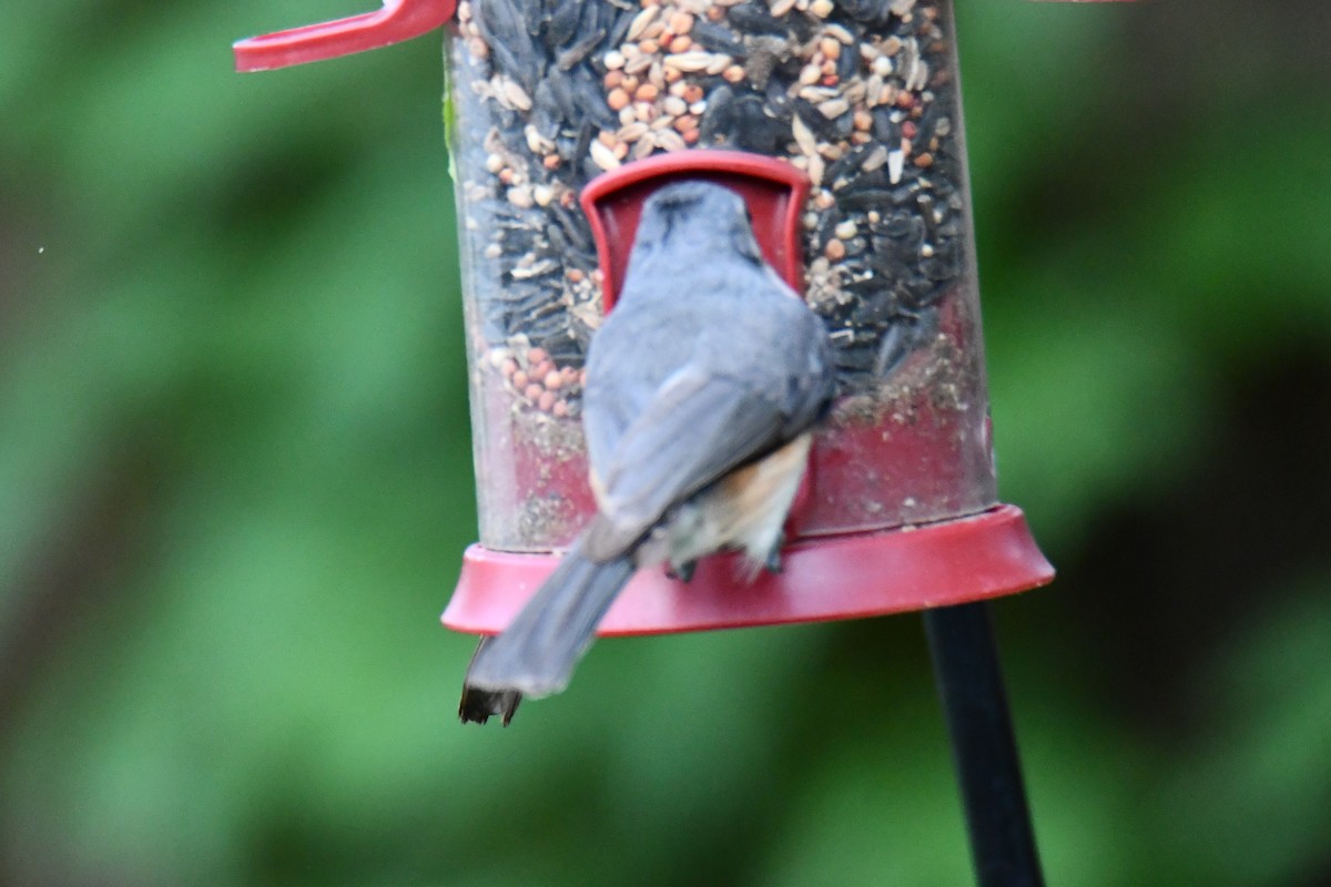 Tufted Titmouse - ML634689415