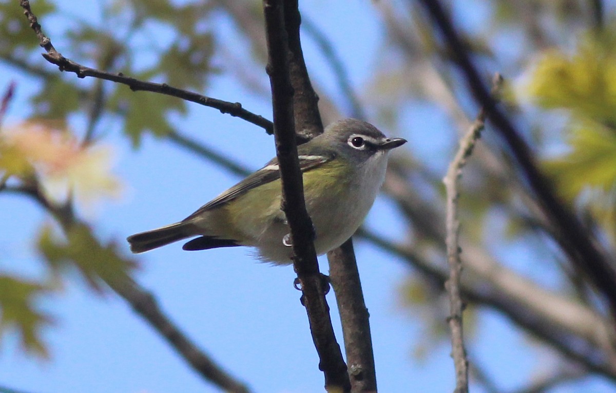 Blue-headed Vireo - ML634689653