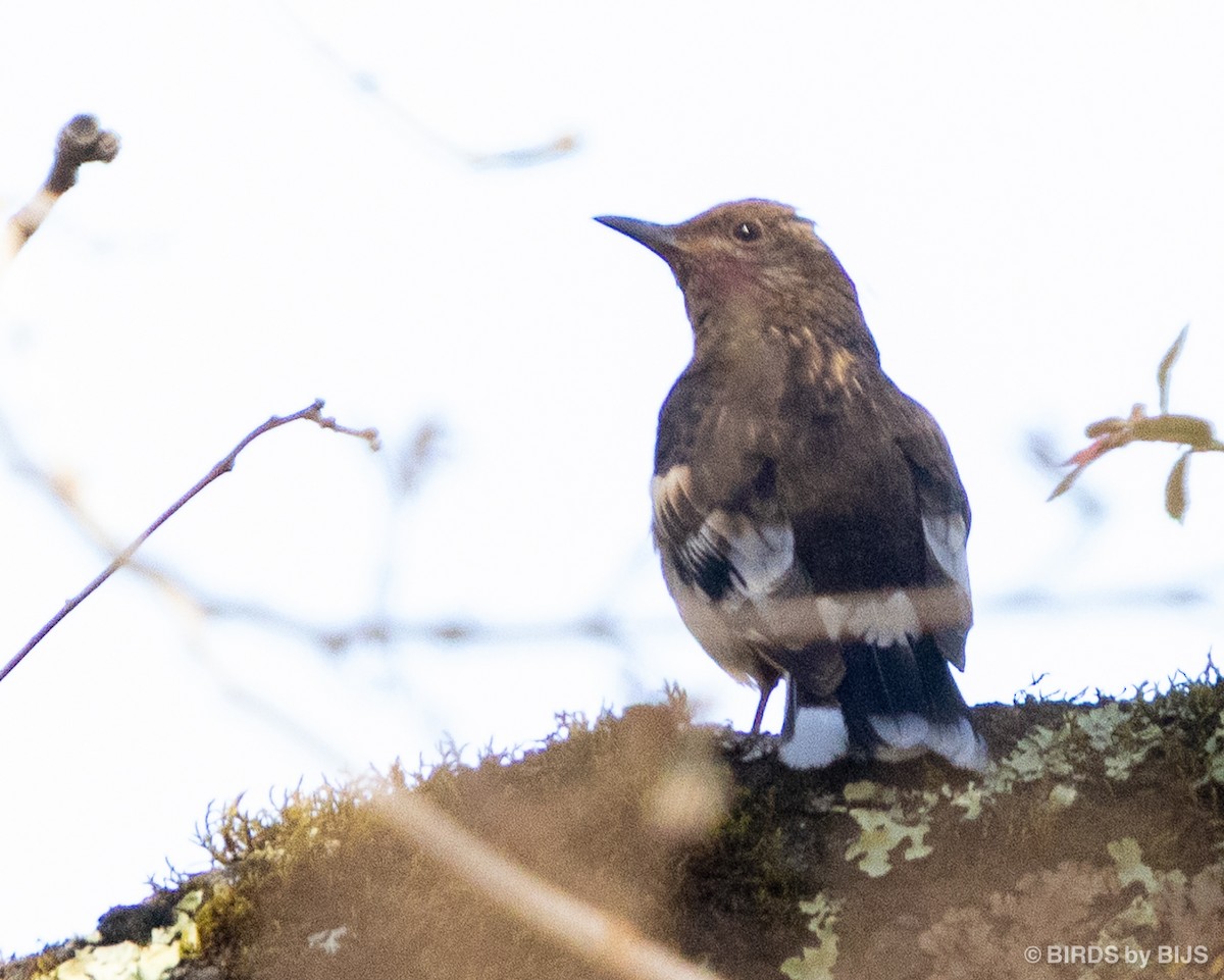 Aztec Thrush - ML634689722