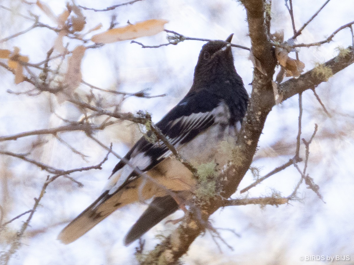 Aztec Thrush - ML634689723
