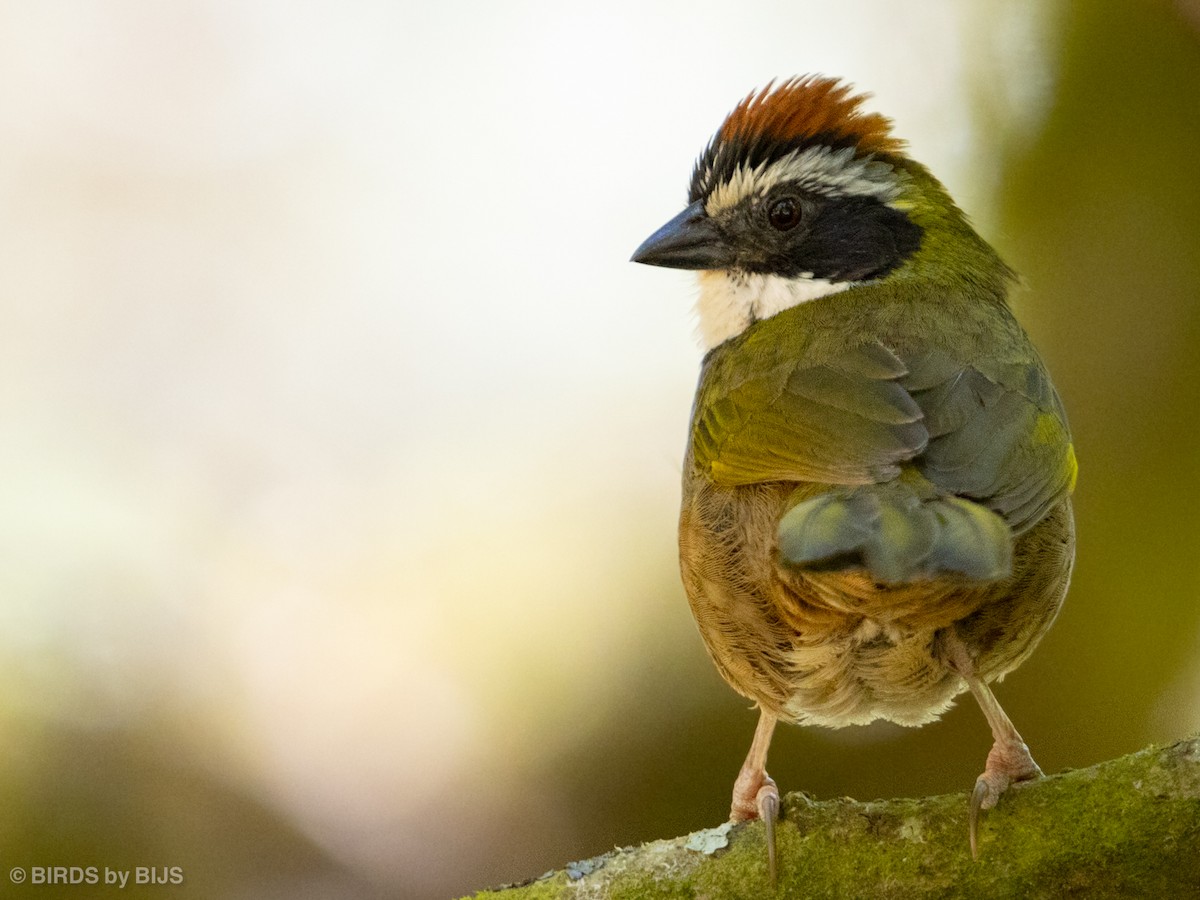 Collared Towhee - ML634689814