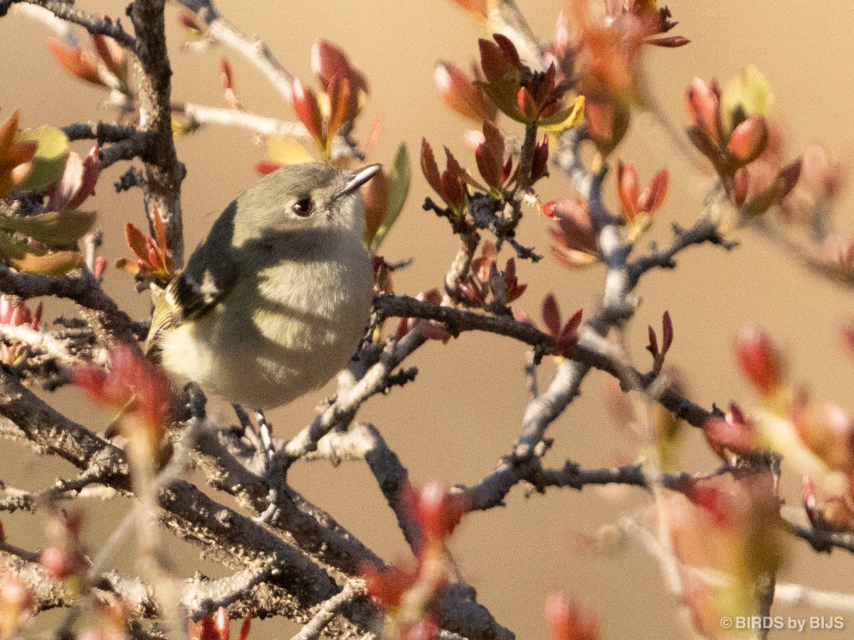 Dwarf Vireo - ML634689902