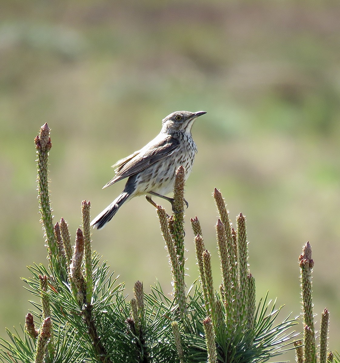 Sage Thrasher - ML634690002
