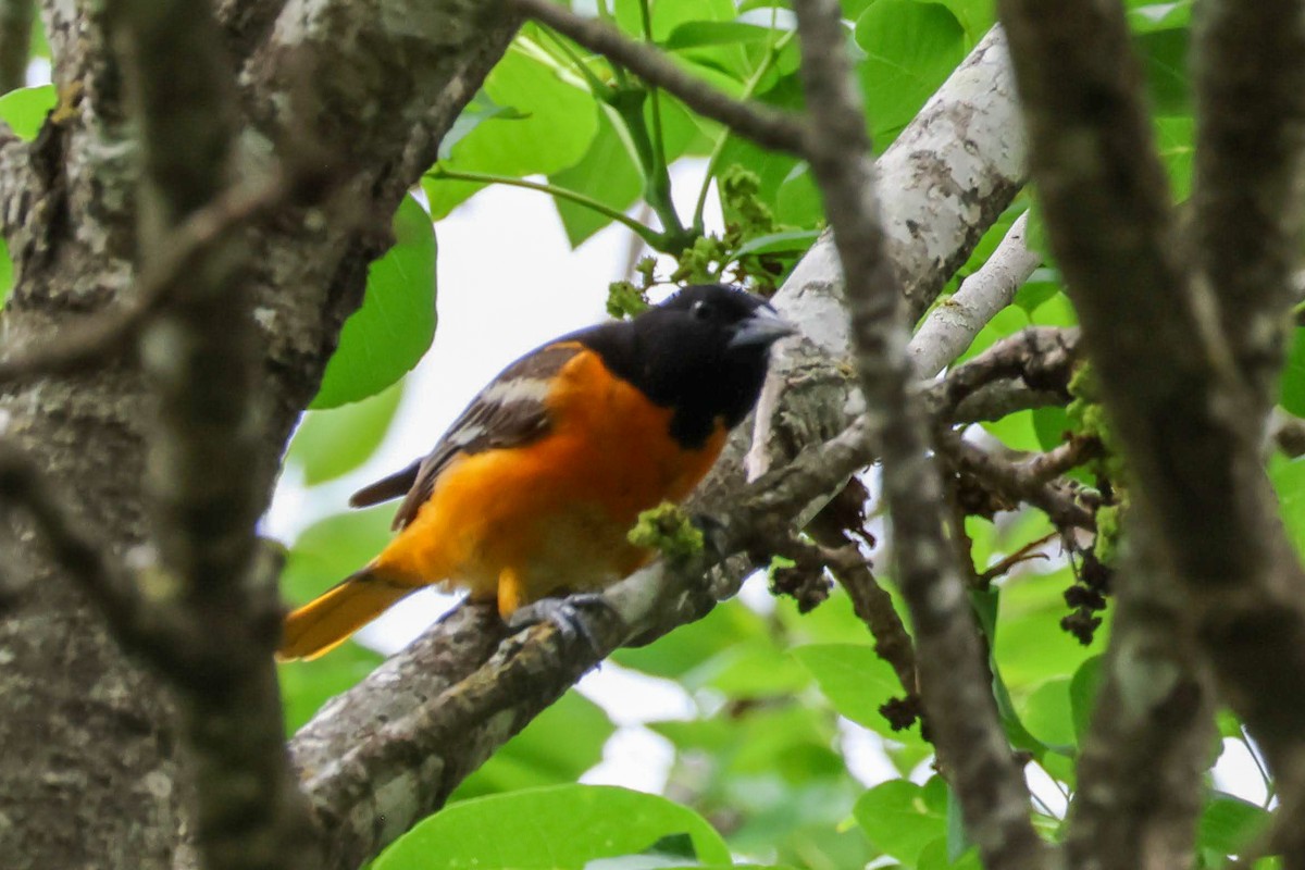 Baltimore Oriole - ML634690045