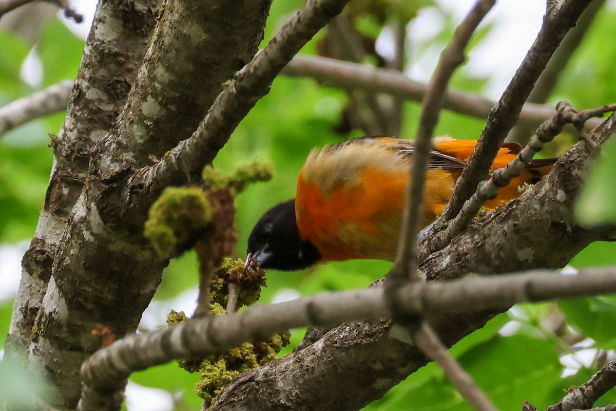 Baltimore Oriole - ML634690047