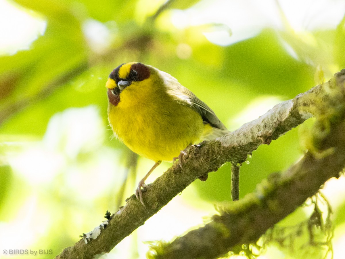 Goldstreif-Waldsänger - ML634690085