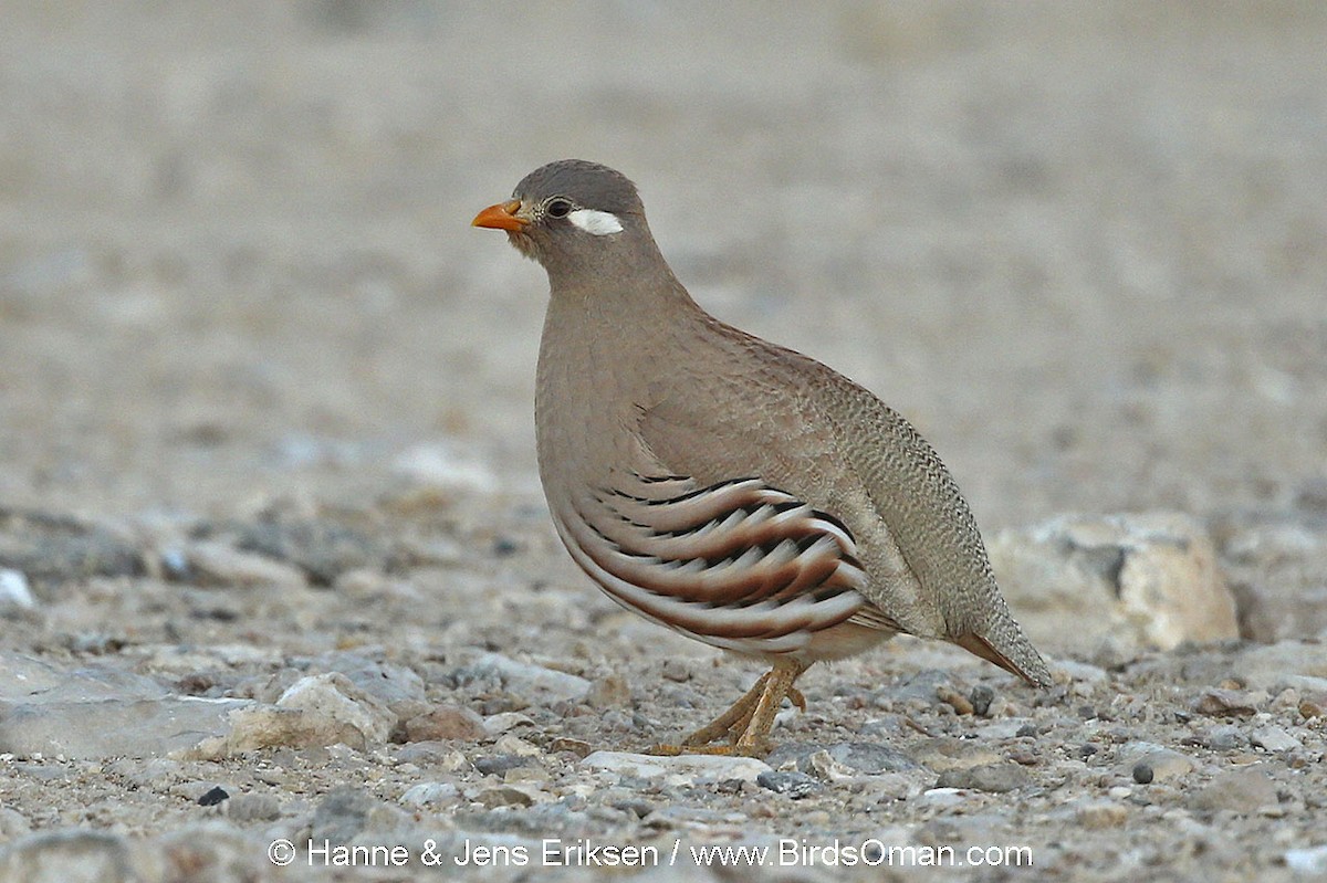 Arabienwüstenhuhn - ML63469011