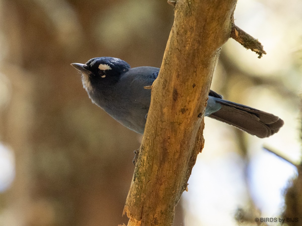 Diademhäher [coronata-Gruppe] - ML634690119